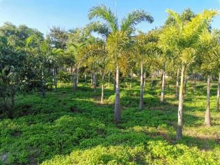 ️​Empty​ land​ and​ country​  house   for​ sale​ located​ HangDong​ Behind  #Kad​ #Farang​ Hang​Dong​ District