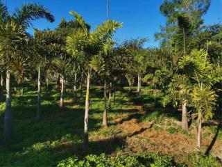 ️​Empty​ land​ and​ country​  house   for​ sale​ located​ HangDong​ Behind  #Kad​ #Farang​ Hang​Dong​ District