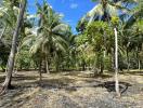 Lush greenery and coconut trees in an outdoor land area