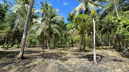 Lush greenery and coconut trees in an outdoor land area