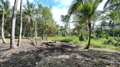 Rural landscape with lush coconut trees