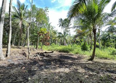 Rural landscape with lush coconut trees