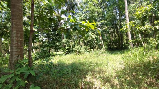 Lush green garden with tropical trees