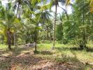 Lush green garden with tropical trees and clear skies