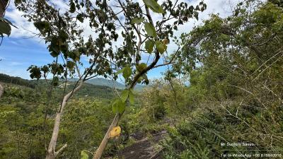 Expansive outdoor view with natural vegetation and clear skies