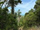 Scenic view of a trail leading through a lush green forest