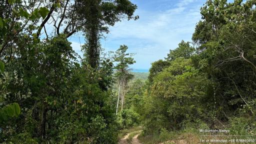 Scenic view of a trail leading through a lush green forest