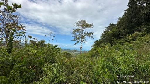 Expansive outdoor view of a natural green landscape with a clear sky