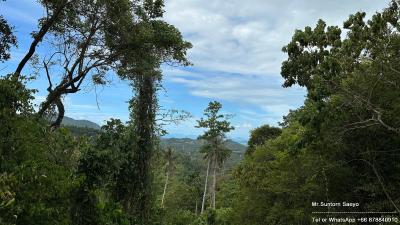 Scenic view of lush greenery with a glimpse of a valley under a clear sky