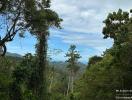 Scenic view of lush greenery with a glimpse of a valley under a clear sky