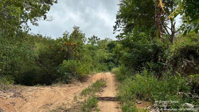 Dirt path leading through a lush green area with trees and bushes under a cloudy sky