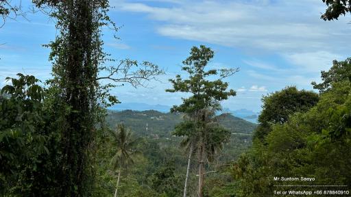Panoramic view of lush greenery and distant sea from the property