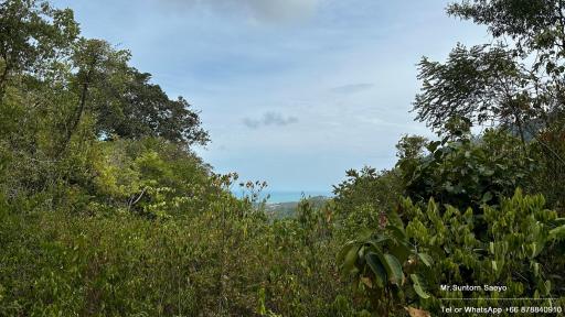 Lush greenery with a glimpse of the sea in the distance