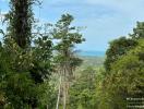 Lush forest with sea view in the distance