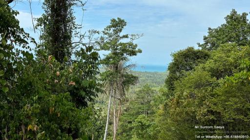 Lush forest with sea view in the distance