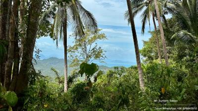 Tropical landscape with palm trees and mountain view