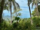 Tropical landscape with palm trees and mountain view