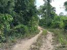 Dirt path leading through a wooded area with lush greenery