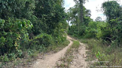 Dirt path leading through a wooded area with lush greenery