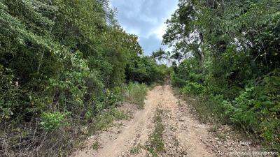 Dirt road leading through a lush green forest