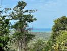 Scenic view of ocean from property surrounded by lush greenery