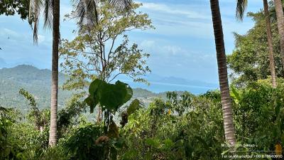 Tropical landscape view with palm trees and distant mountains