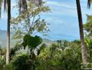 Tropical landscape view with palm trees and distant mountains