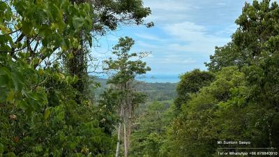 Lush greenery with ocean view in the distance