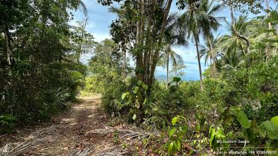 Tropical pathway surrounded by lush greenery and palm trees