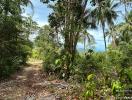 Tropical pathway surrounded by lush greenery and palm trees