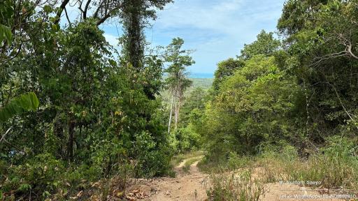 Dirt road leading through a lush forest with a view of the sky and potentially ocean in the distance