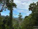 Scenic view of lush greenery and forest landscape