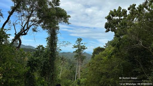 Scenic view of lush greenery and forest landscape