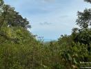 Lush greenery with ocean in the distance