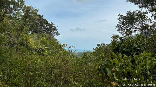 Lush greenery with ocean in the distance