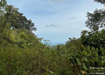 Lush greenery with ocean in the distance