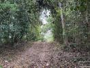 Secluded wooded path leading through trees