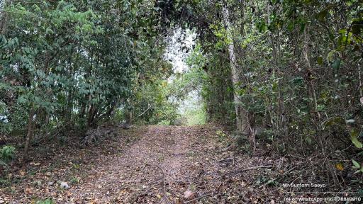 Secluded wooded path leading through trees