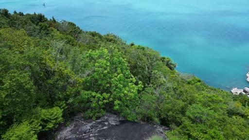 Aerial view of a coastal area with lush greenery and turquoise waters