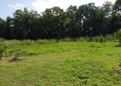 Land for sale in a peaceful countryside setting near Mae Jo University. Lots of trees!