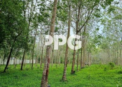 PAKLOK PEACEFUL  LAND FOR SALE