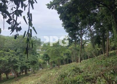 LAND FOR SALE IN PHI PHI ISLAND