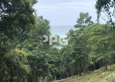LAND FOR SALE IN PHI PHI ISLAND