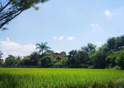 A large plot of land for sale in Mae Rim