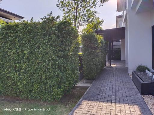 Front walkway and entrance of a modern house with green hedge