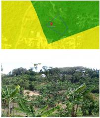 Verdant lot with tropical vegetation