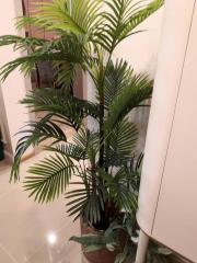 Indoor potted palm plant in a modern building lobby