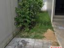 Paved outdoor pathway with plants along the side of a house