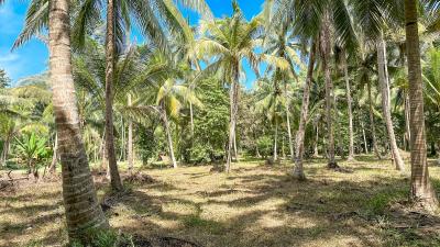 Tropical coconut palm tree grove on sunny day