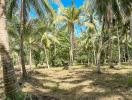 Tropical coconut palm tree grove on sunny day